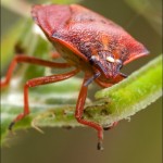 Красивые фотографии насекомых