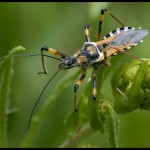 Красивые фотографии насекомых