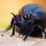 Большие фотографии насекомых-proscarabaeus