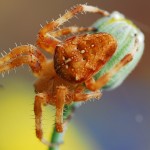 Большие фотографии насекомых-nasekomie-5