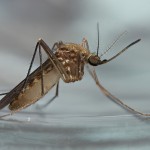 Большие фотографии насекомых