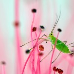 Большие фотографии насекомых