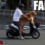 dog-transportation-fail