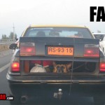 dog-transportation-fail-trunk