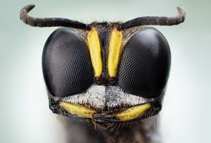 Большие фотографии насекомых.