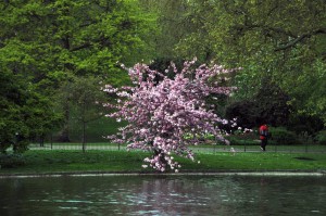 Сент-Джеймский парк в Лондоне
