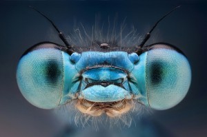 Большие фотографии насекомых.