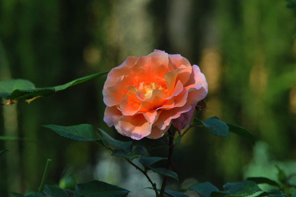 Розы -5
