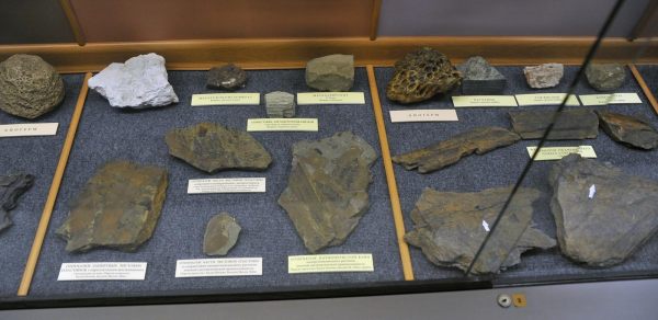 Коллекция окаменелостей и аммонитов-1