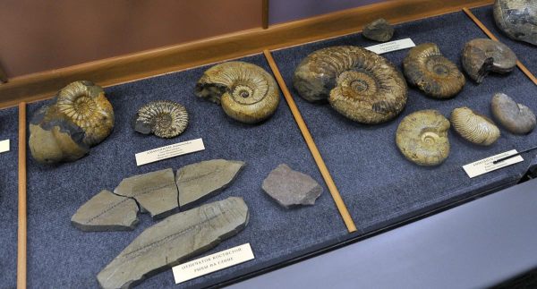 Коллекция окаменелостей и аммонитов-2