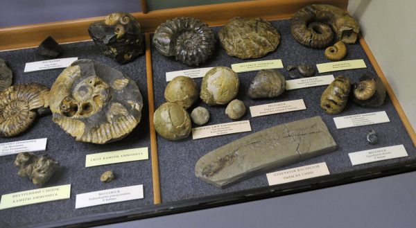 Коллекция окаменелостей и аммонитов-3