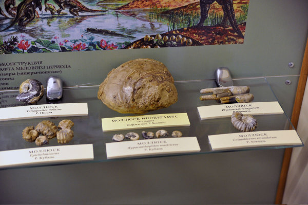 Коллекция окаменелостей и аммонитов-5