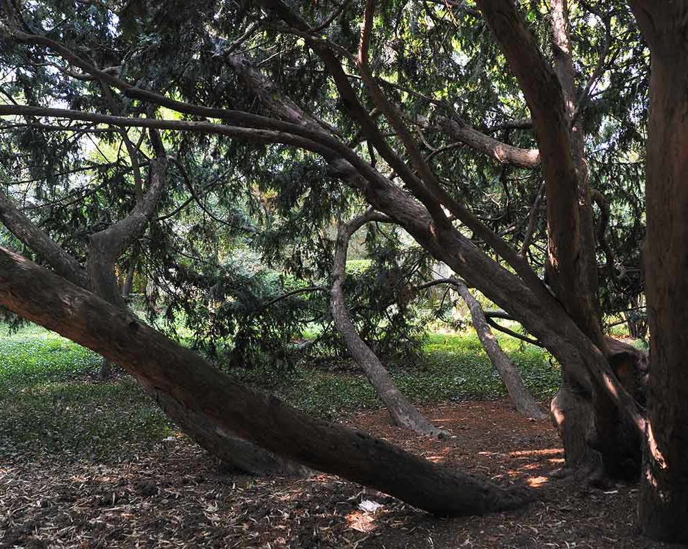 Никитский ботанический сад-1-12 Тис ягодный -достигает возраста 4000 лет.Ядовиты все части дерева.