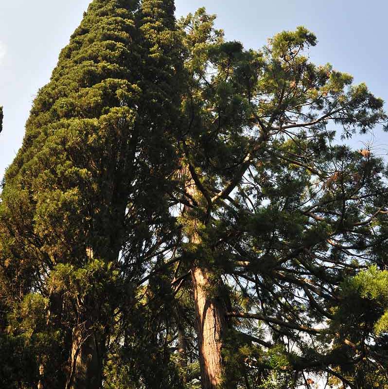 Никитский ботанический сад-1-15 Секвойя -достигает возраста 2000 лет, рост до 120м