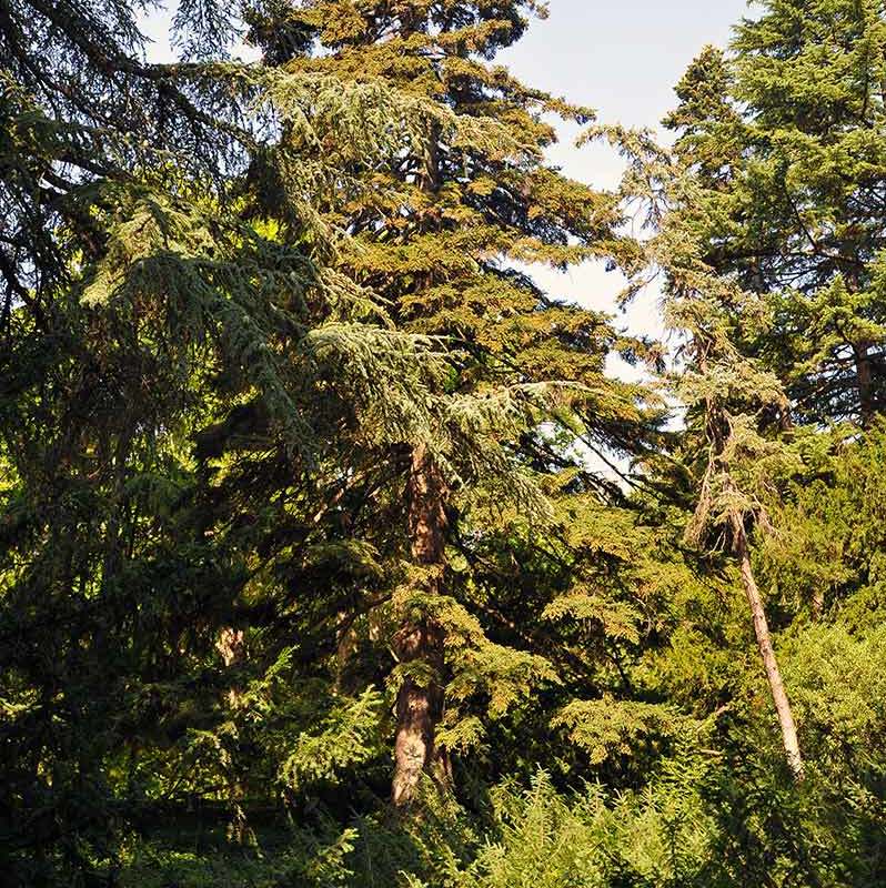 Никитский ботанический сад-1-16 Секвойядендрон, достигает возраста 4000 лет, высоты  100м
