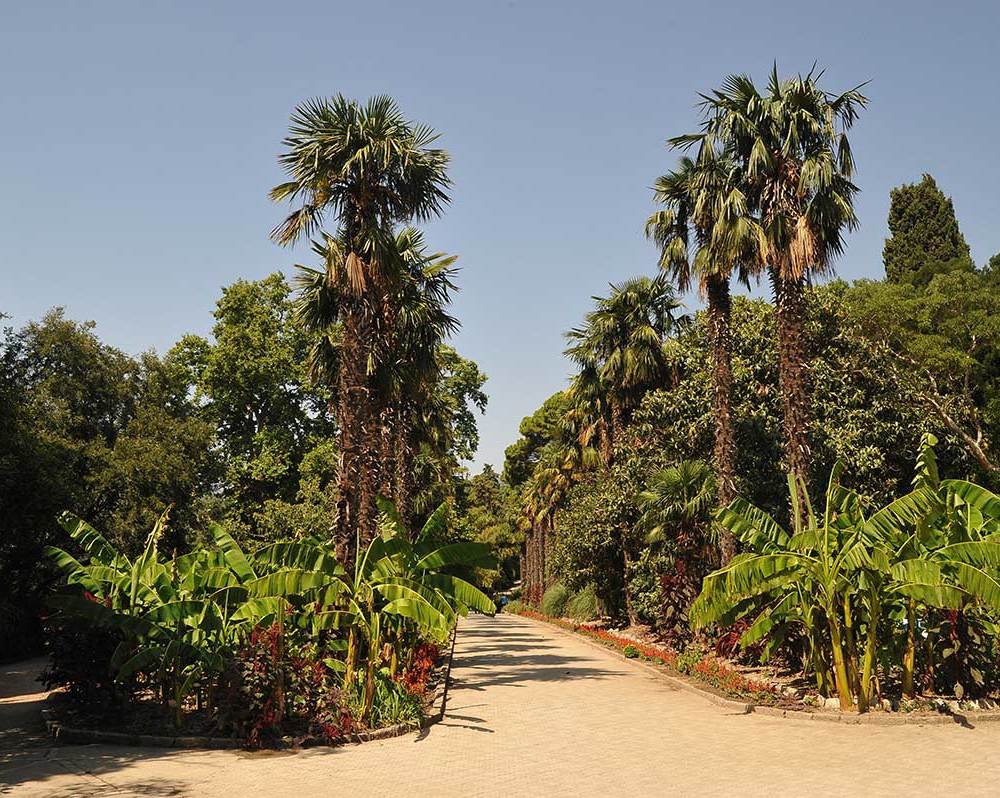 Крым. Никитский ботанический сад. Часть 2-7