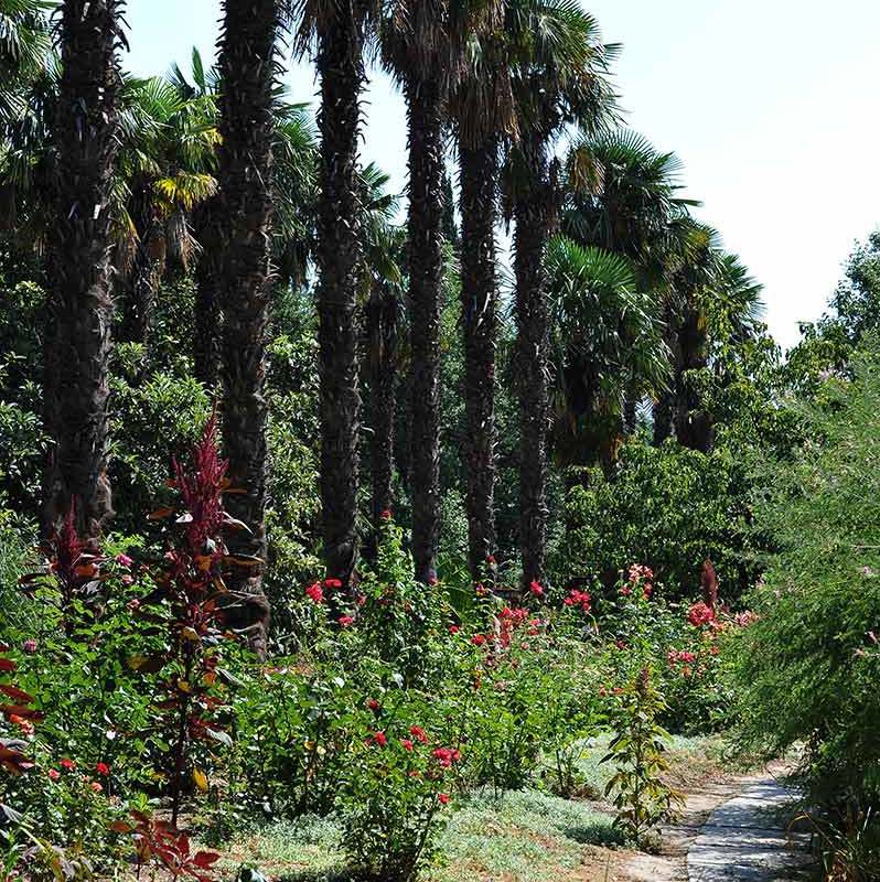 Крым. Никитский ботанический сад. Часть 2-15