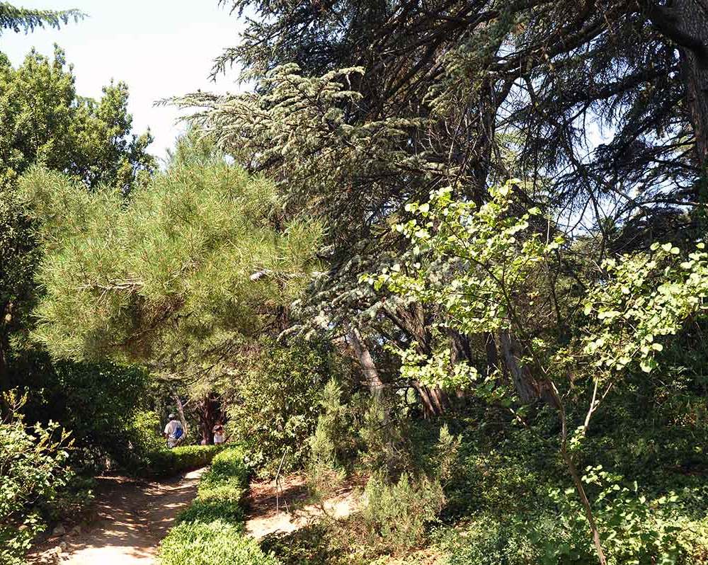 Крым. Никитский ботанический сад. Часть 2-24