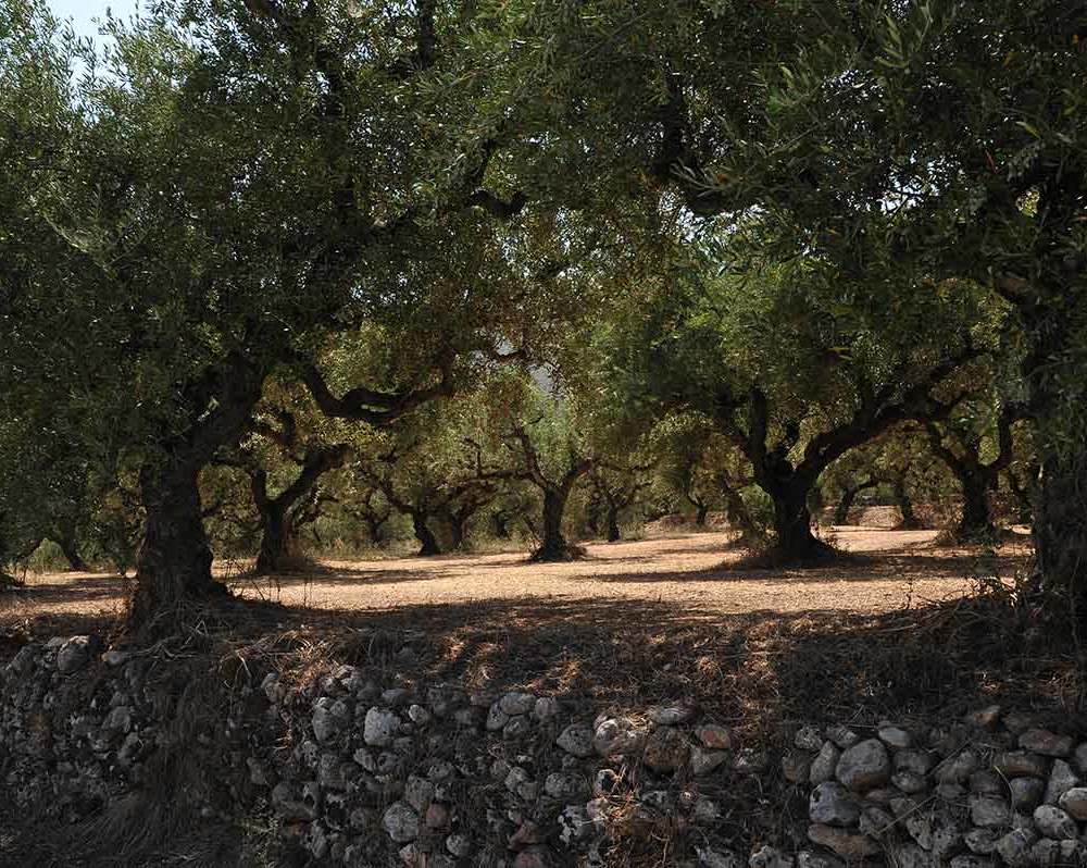 Оливковые рощи -4