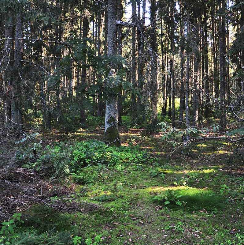 Природоохранная зона с туристической тропы -6
