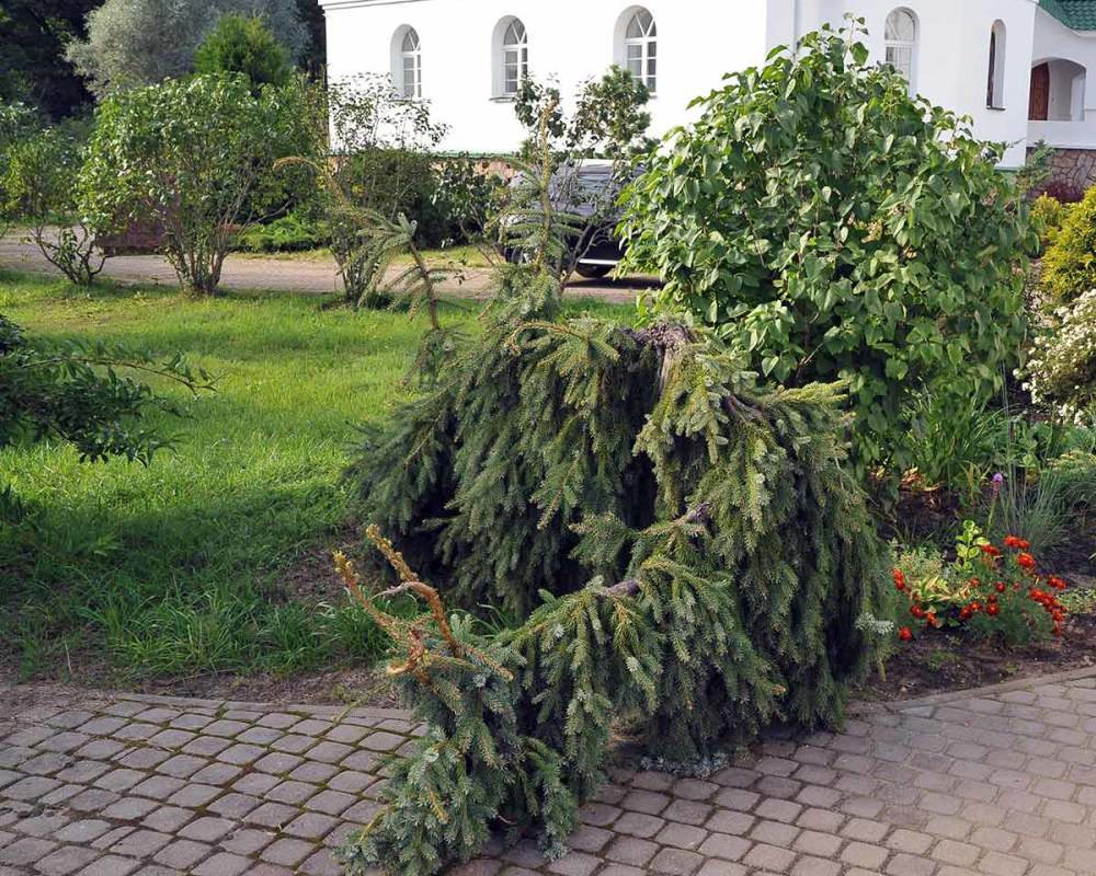 Спасо - Елизаровский женский монастырь-17