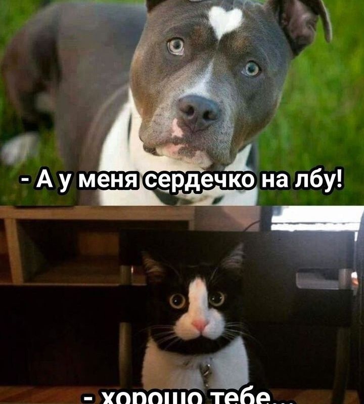 "Тонкий" и "толстый" юмор...-9