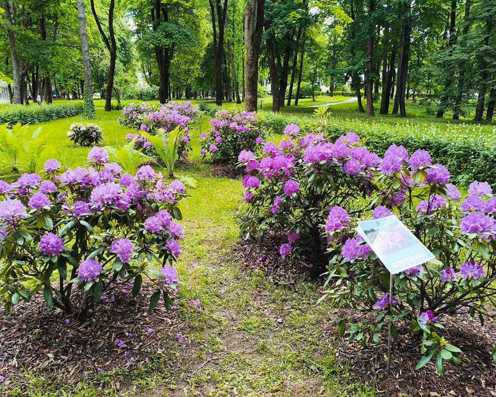 Рододендроны-2